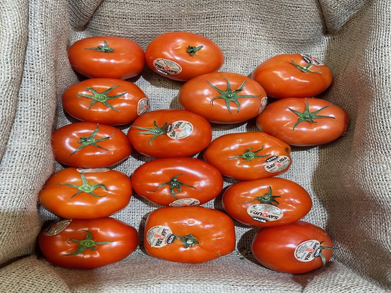 Fichier:Tomates.jpg